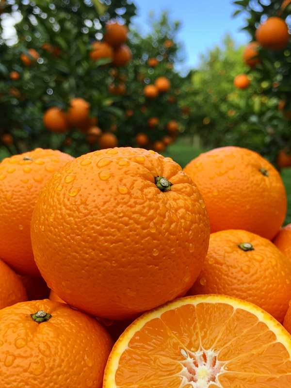 Orange Citrus