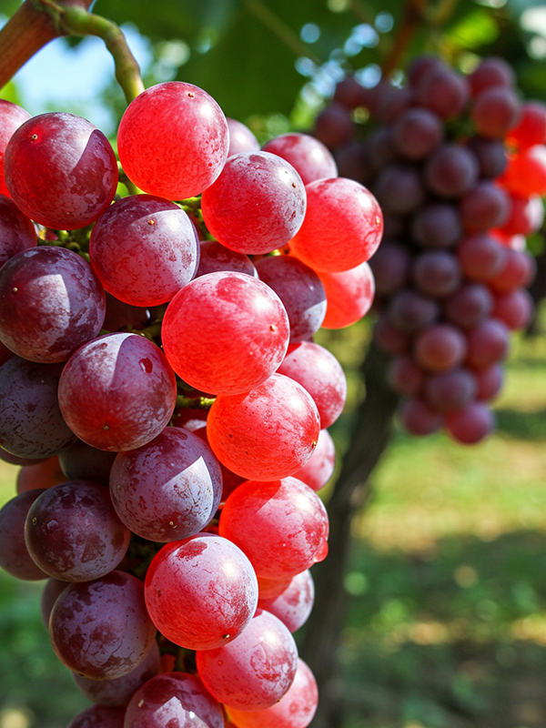 Crimson Grapes