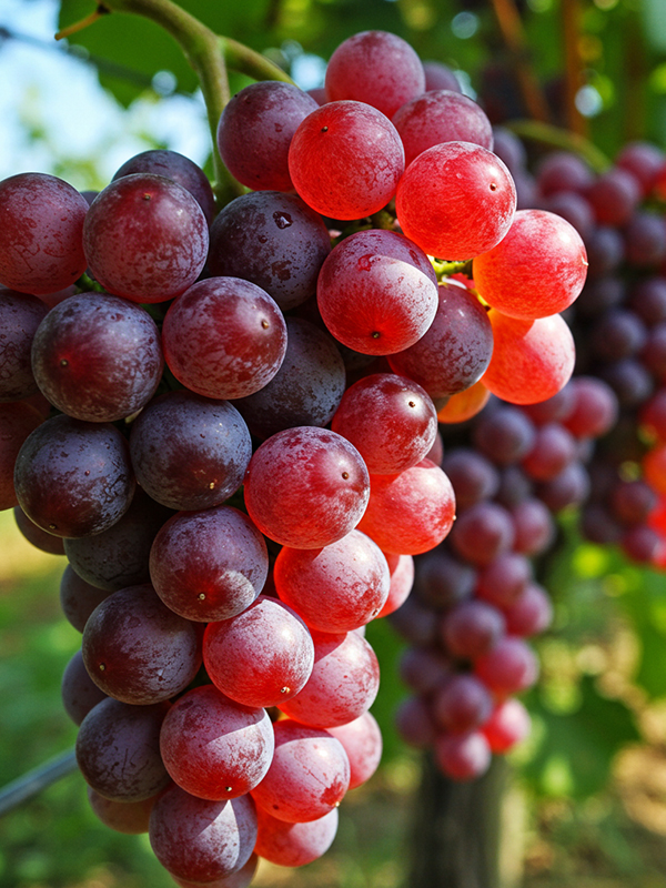 Red Grapes