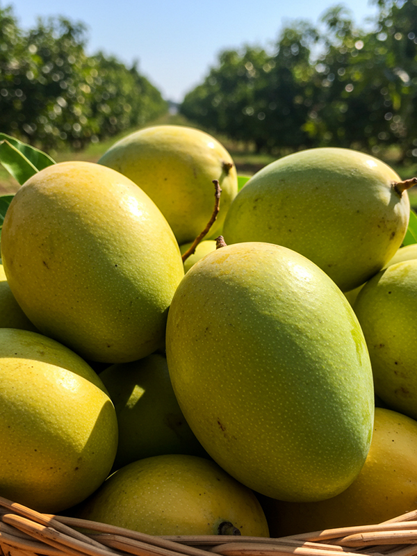 Zebdia Mangoes