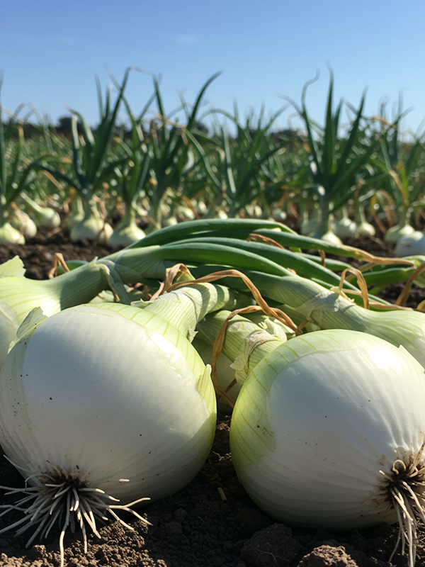 White Onions