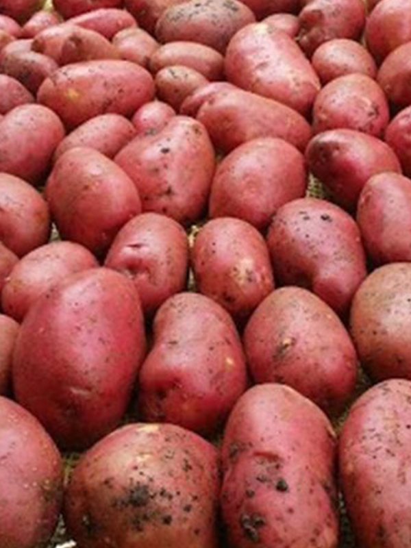 Risota Potatoes